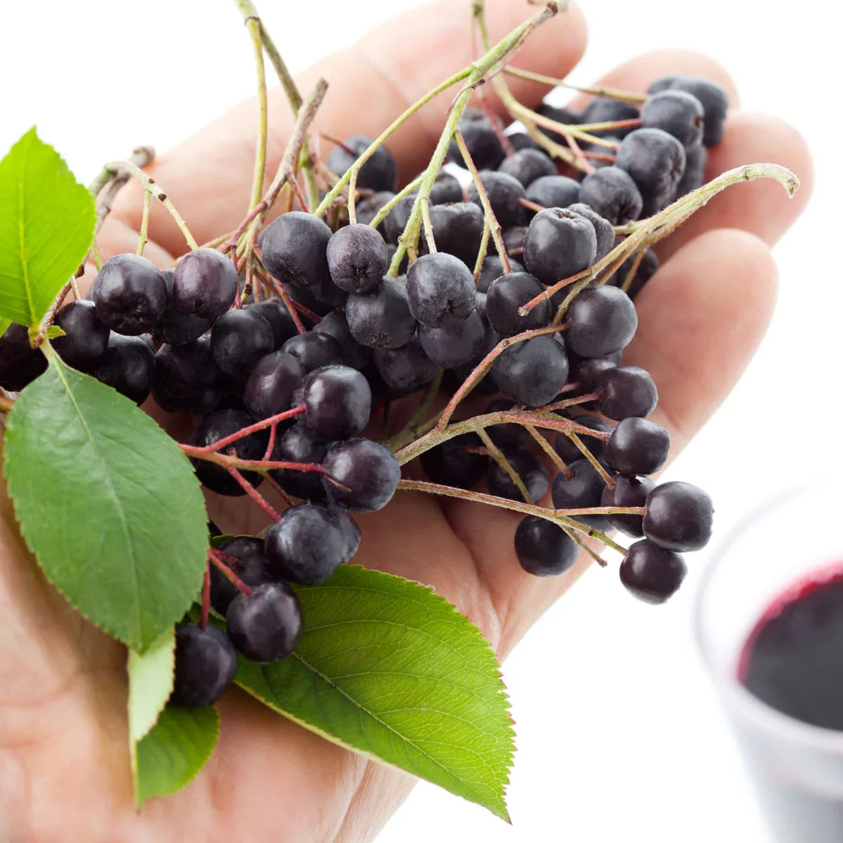 Mannavita Aronia berry 100% pure pressed juice • 1000 ml - Mannavita