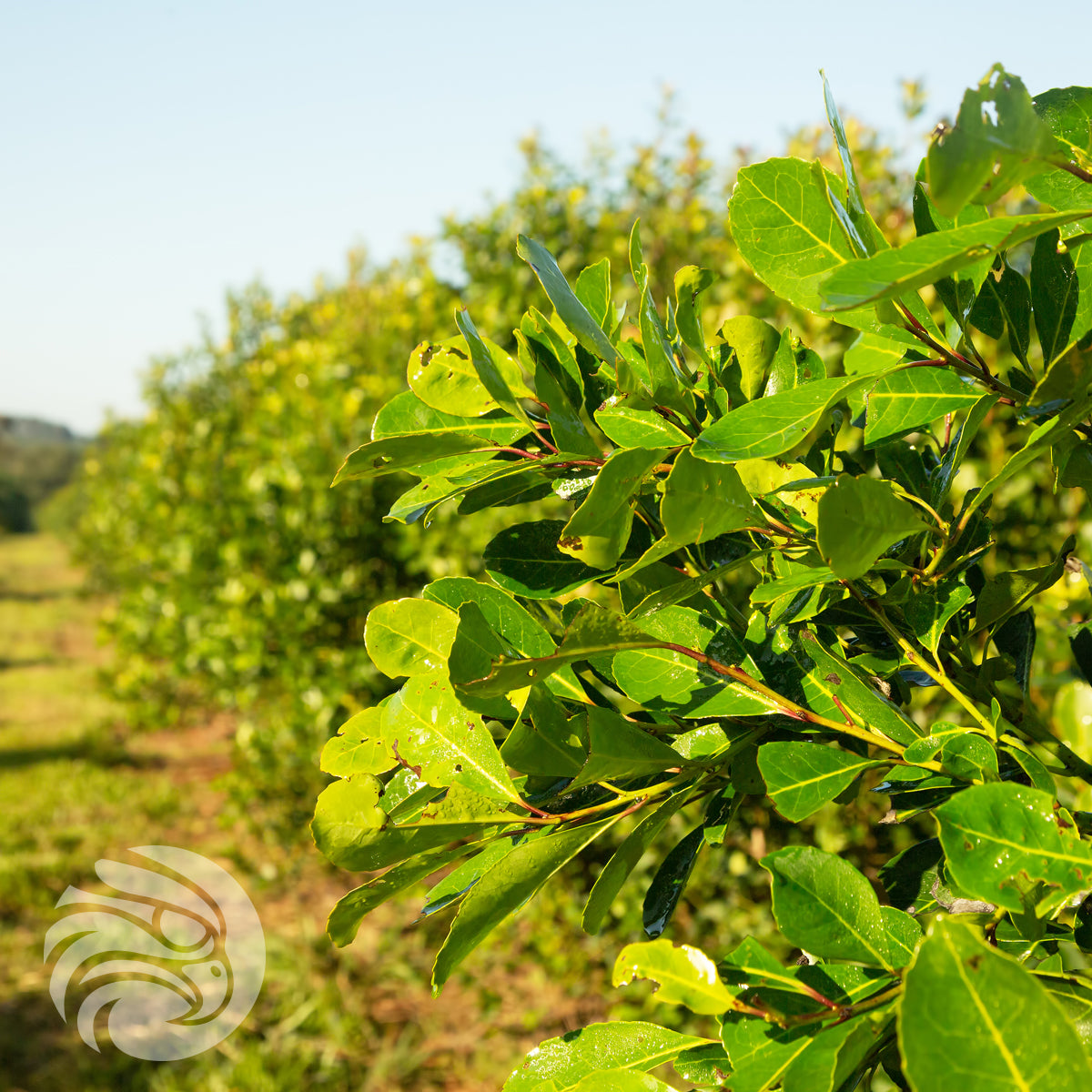 Herbata yerba mate Rosamonte • ESPECIAL • 500 g