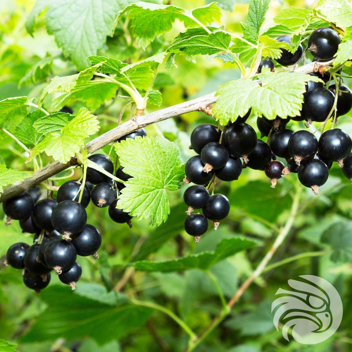 أقراص عسل مانوكا مع الكشمش الأسود • 15 قطعة