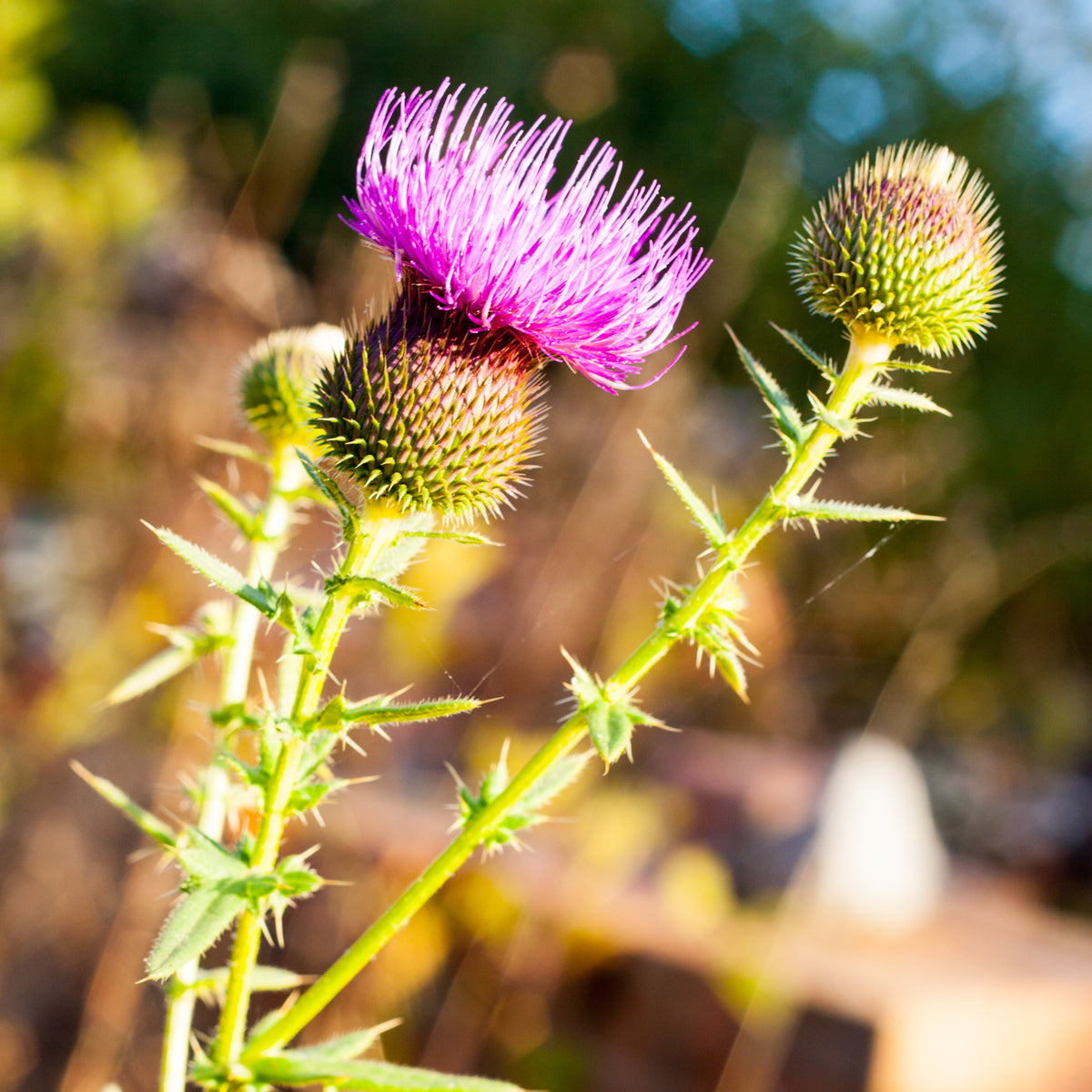 Mannavita Macar soğuk preslenmiş deve dikeni tohumu yağı • 250 ml
