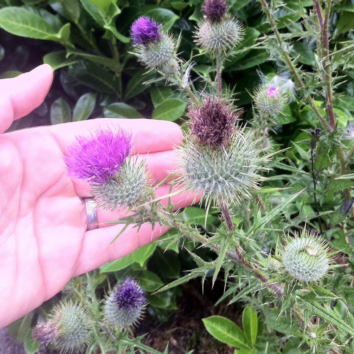 Mannavita Macar soğuk preslenmiş deve dikeni tohumu yağı • 250 ml