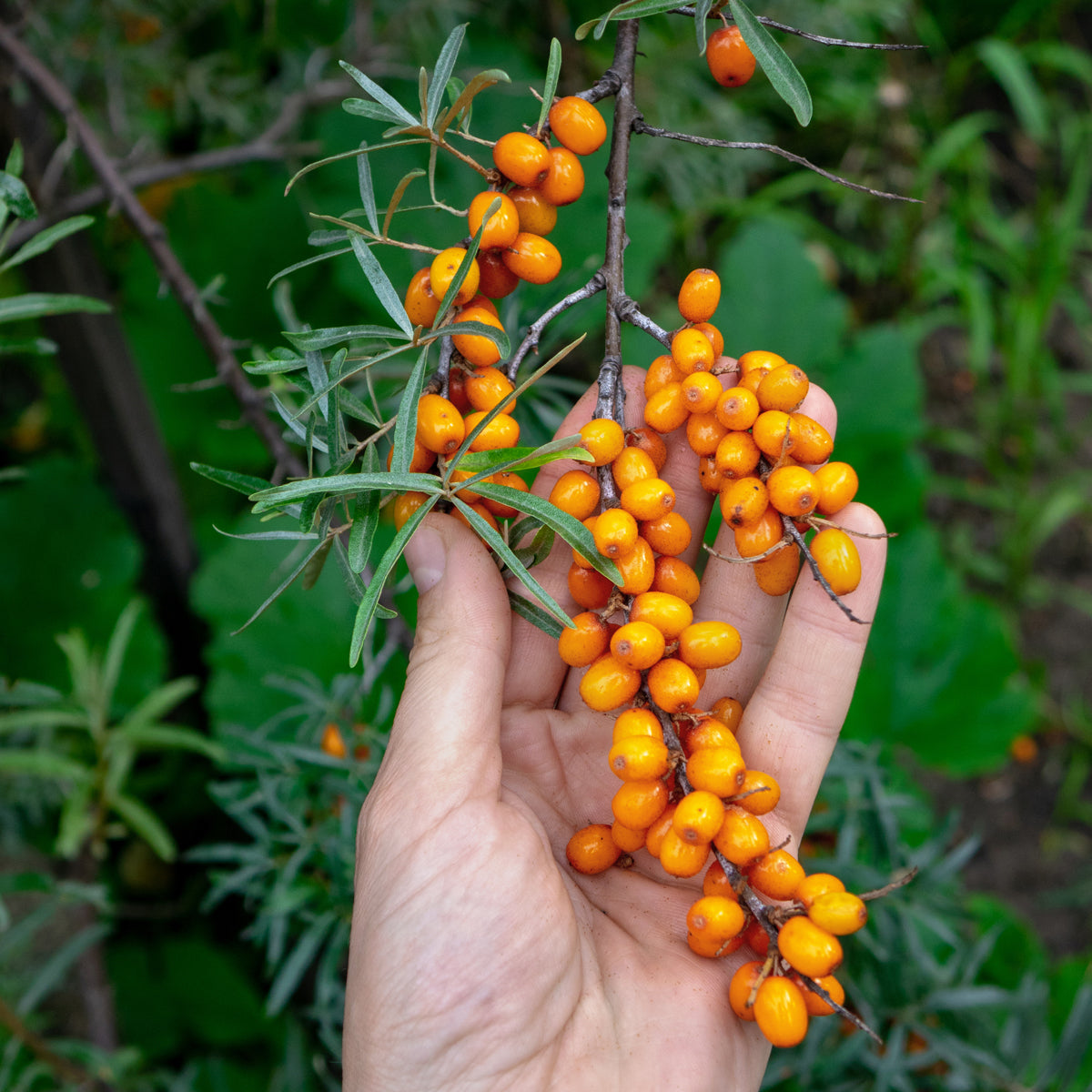 Mannavita Ungarisches kaltgepresstes Sanddornkernöl • 40 ml