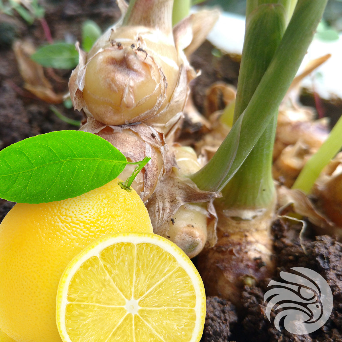 Manukové medové pastilky s přírodní zázvorem a citronem • 15 ks.