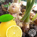 Manukové medové pastilky s přírodní zázvorem a citronem • 15 ks.