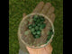 Mannavita Spirulina 500 mg tablets • 180 pcs.