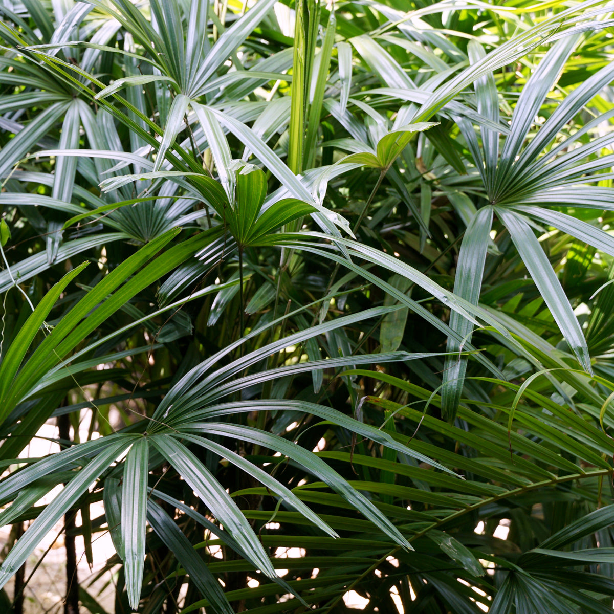 PROSTAX комплекс за простатата • 60 капсули