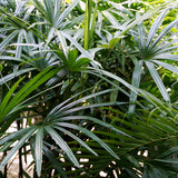 PROSTAX комплекс за простатата • 60 капсули