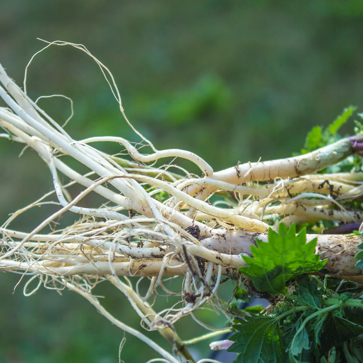 PROSTAX комплекс за простатата • 60 капсули