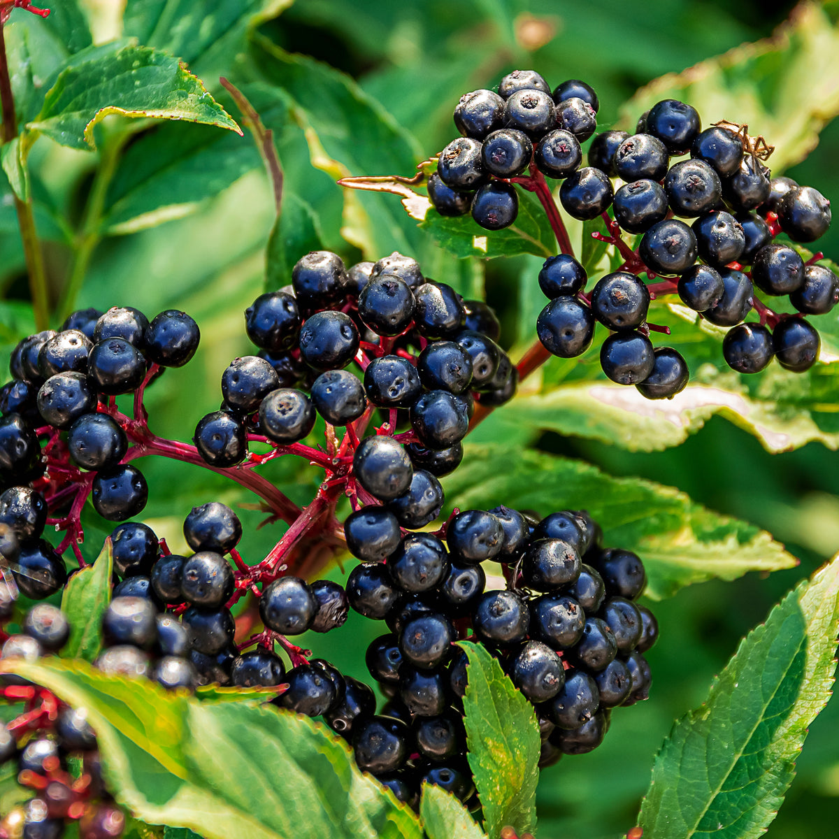 Sambucol black elderberry syrup, Immuno Forte • 120 ml