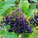 Sambucol black elderberry syrup, Immuno Forte • 120 ml