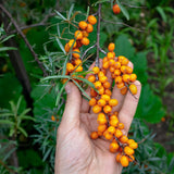 Mannavita Ungarisches kaltgepresstes Sanddornkernöl • 40 ml